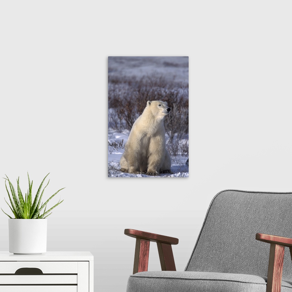A modern room featuring NA, Canada, Manitoba, Churchill.A polar bear (Ursus maritimus) sits in a dog-like pose near Hudso...