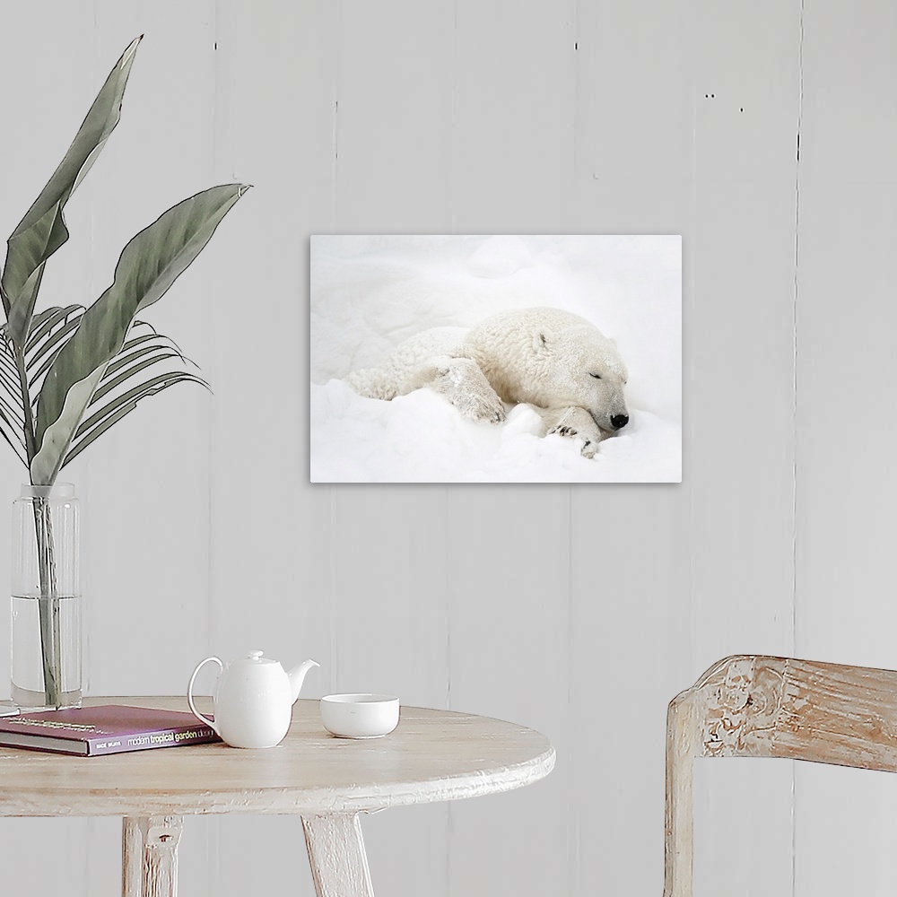 A farmhouse room featuring Canada, Manitoba, Churchill. Polar bear sleeping in snow.
