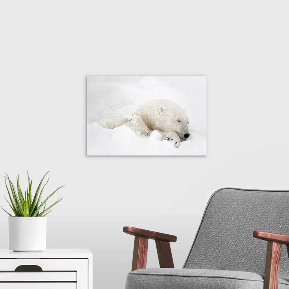 A modern room featuring Canada, Manitoba, Churchill. Polar bear sleeping in snow.