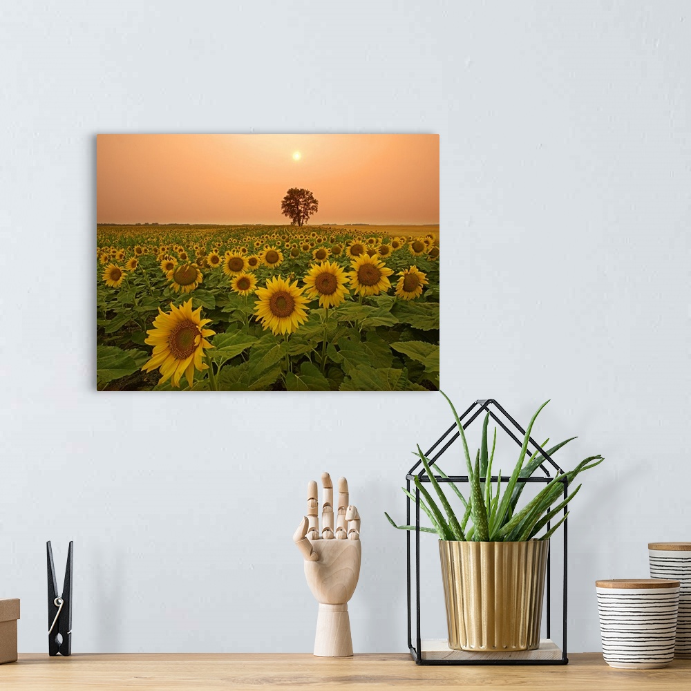 A bohemian room featuring Canada, Manitoba, Dugald, Field Of Sunflowers And Cottonwood Tree At Sunset