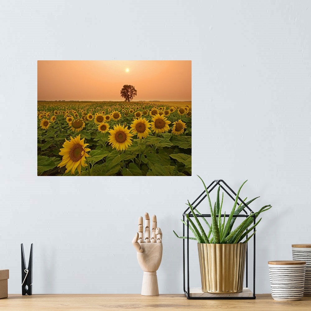 A bohemian room featuring Canada, Manitoba, Dugald, Field Of Sunflowers And Cottonwood Tree At Sunset