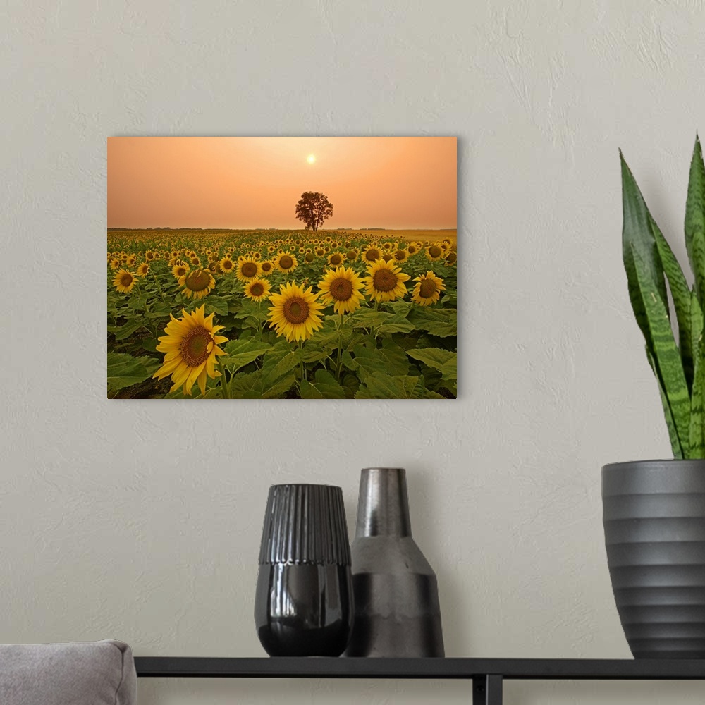 A modern room featuring Canada, Manitoba, Dugald, Field Of Sunflowers And Cottonwood Tree At Sunset