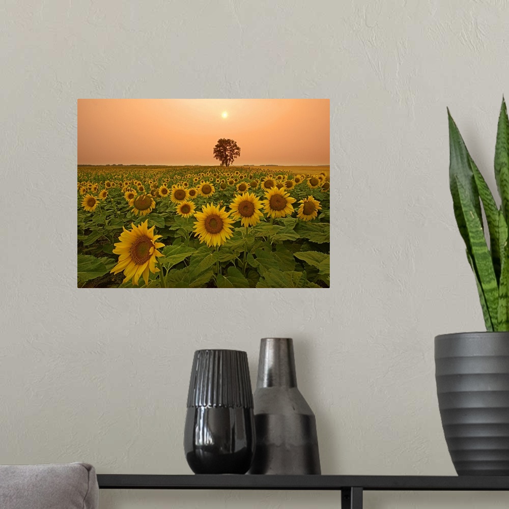 A modern room featuring Canada, Manitoba, Dugald, Field Of Sunflowers And Cottonwood Tree At Sunset