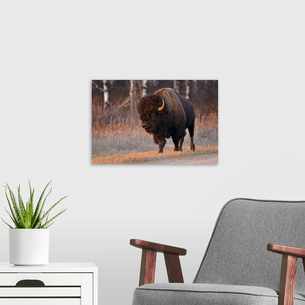 A modern room featuring Canada, Manitoba, riding mountain national park. Close-up of male American plains bison.