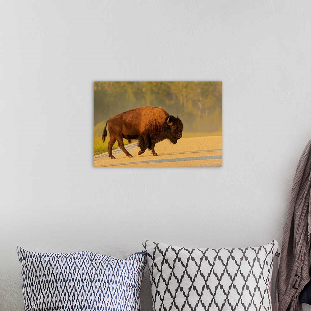 A bohemian room featuring Canada, Manitoba, Riding Mountain National Park, Plains Bison Adult Crossing Road