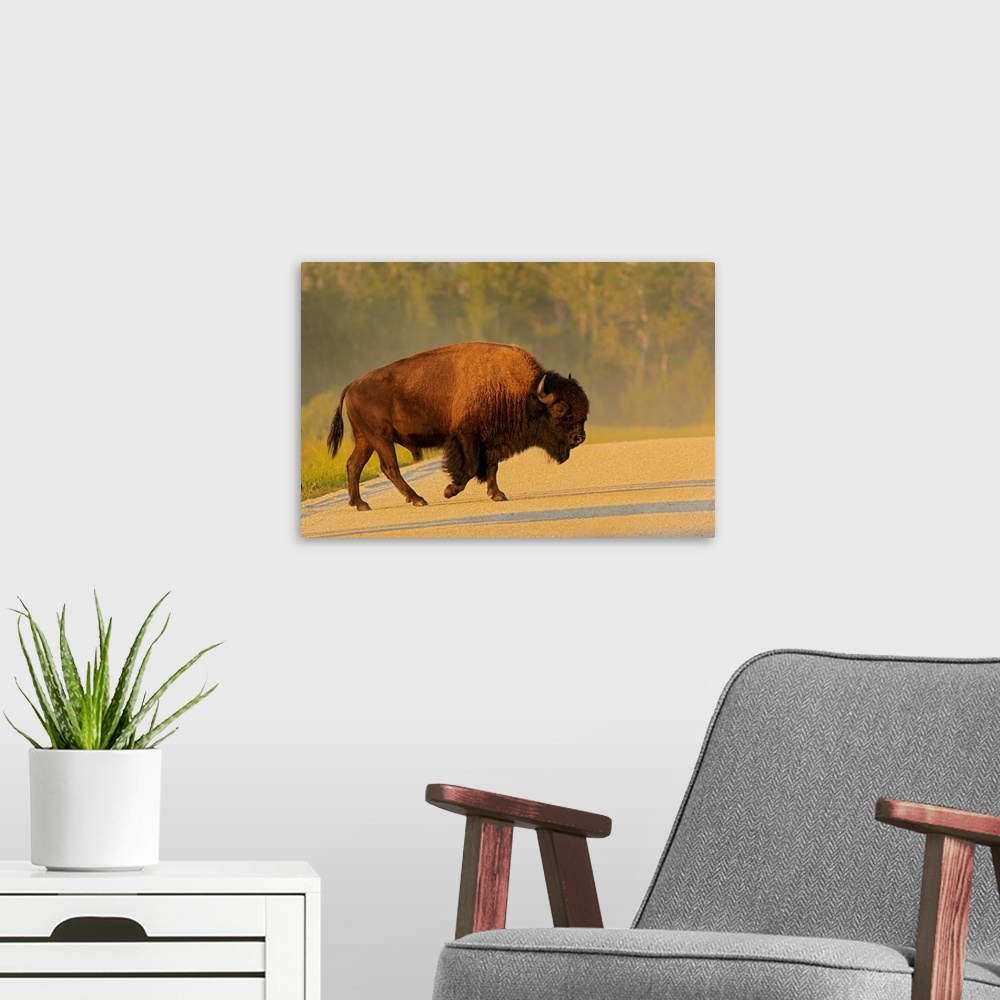 A modern room featuring Canada, Manitoba, Riding Mountain National Park, Plains Bison Adult Crossing Road