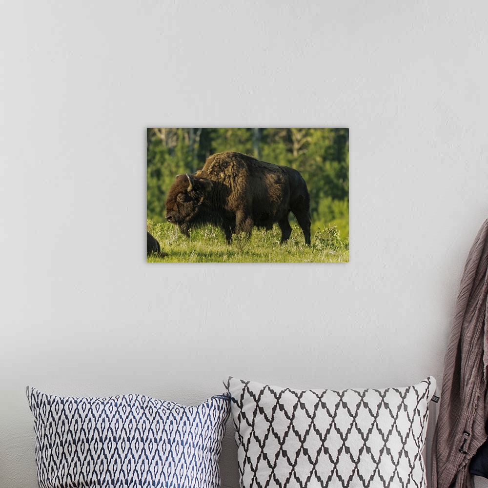 A bohemian room featuring Canada, Manitoba, Riding Mountain National Park, Plains Bison Adult Standing In Grass