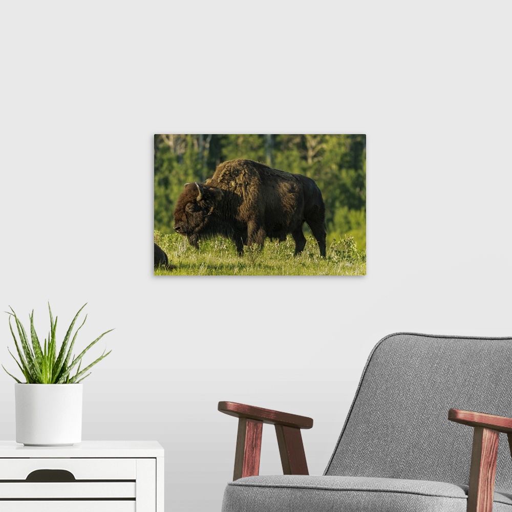 A modern room featuring Canada, Manitoba, Riding Mountain National Park, Plains Bison Adult Standing In Grass