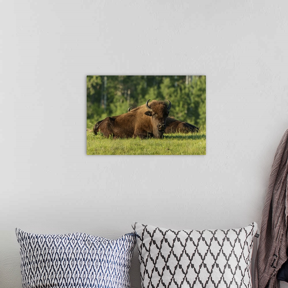 A bohemian room featuring Canada, Manitoba, Riding Mountain National Park, Plains Bison Adults Resting In Grass