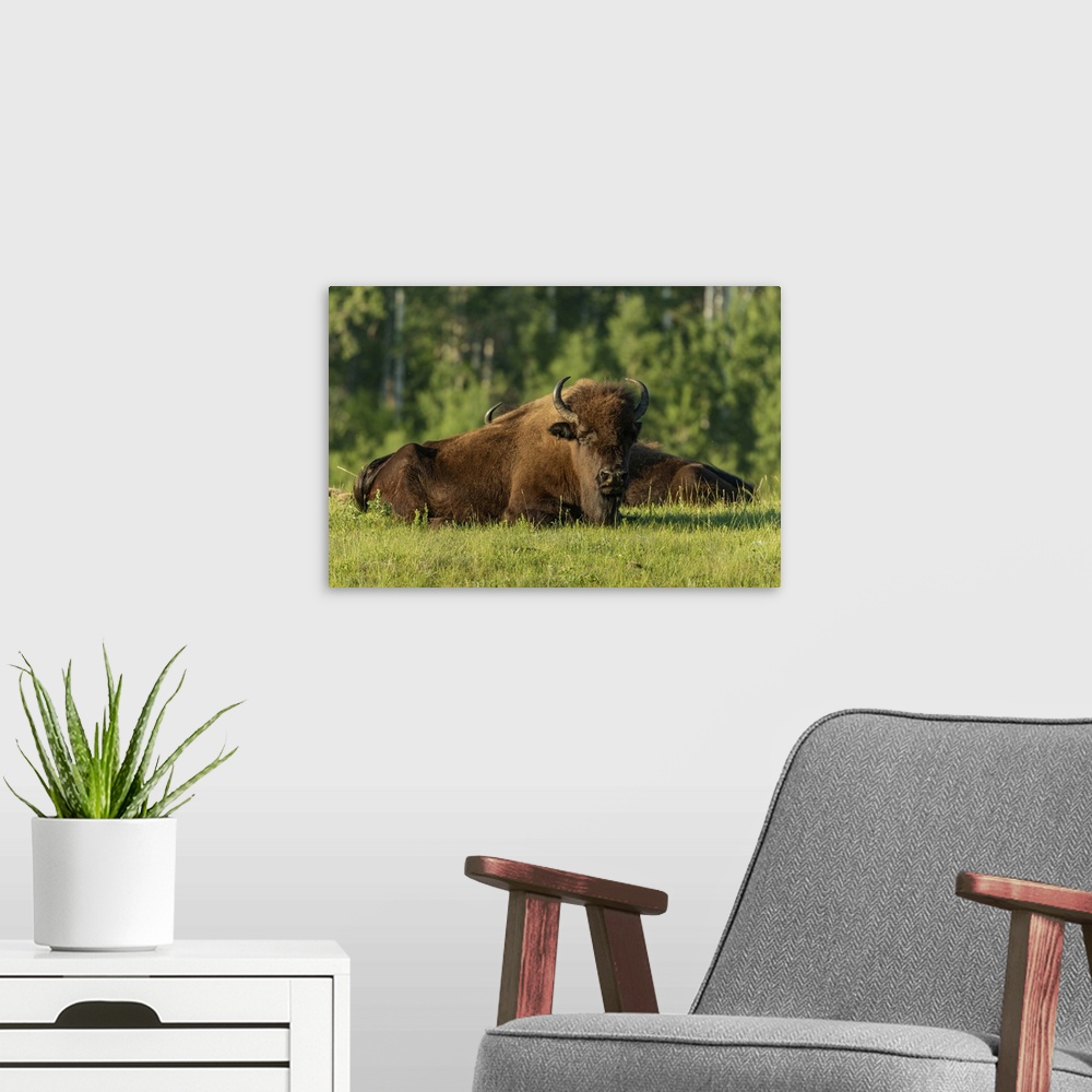A modern room featuring Canada, Manitoba, Riding Mountain National Park, Plains Bison Adults Resting In Grass