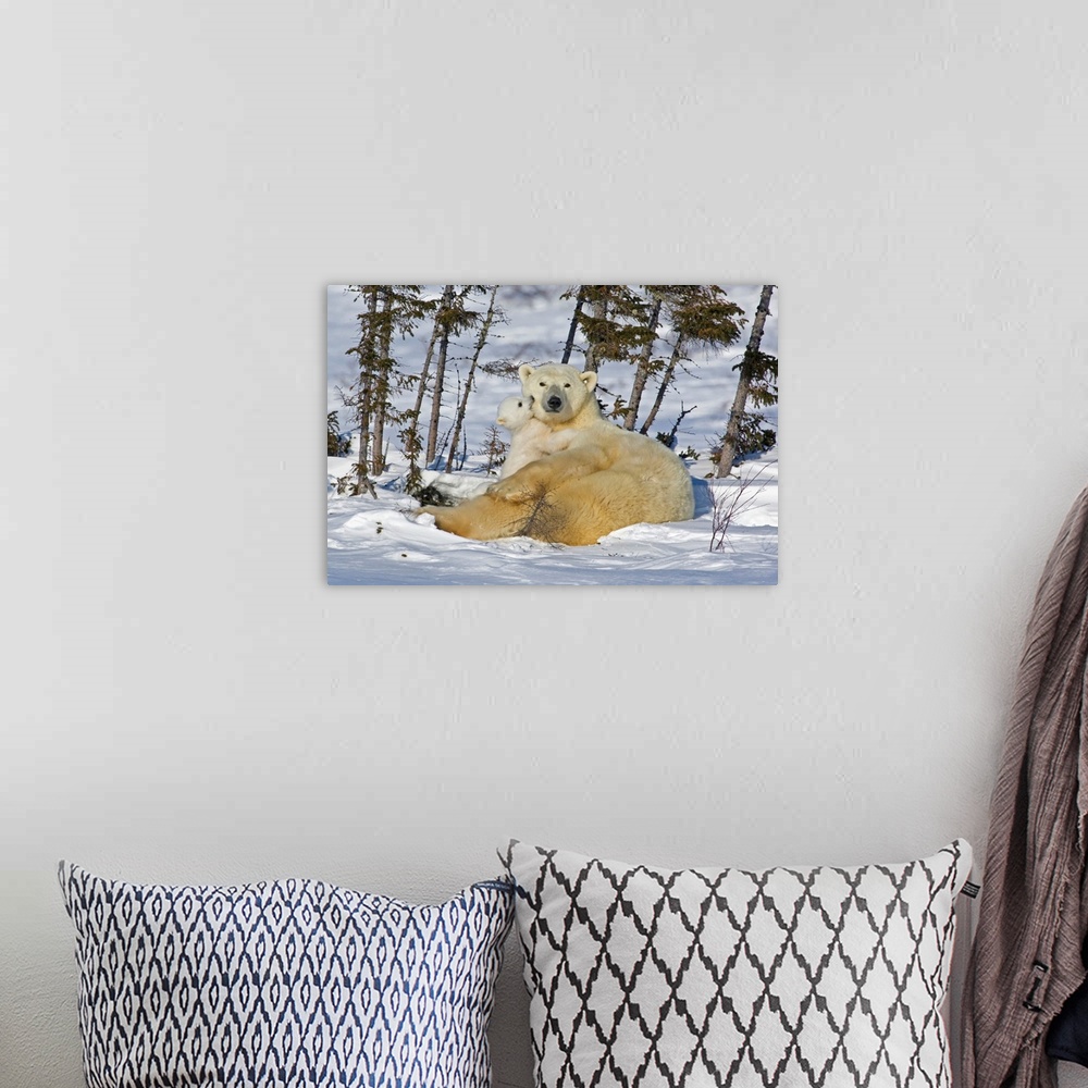A bohemian room featuring Canada, Manitoba, Wapusk National Park. Polar bear cub playing with a watchful mother.
