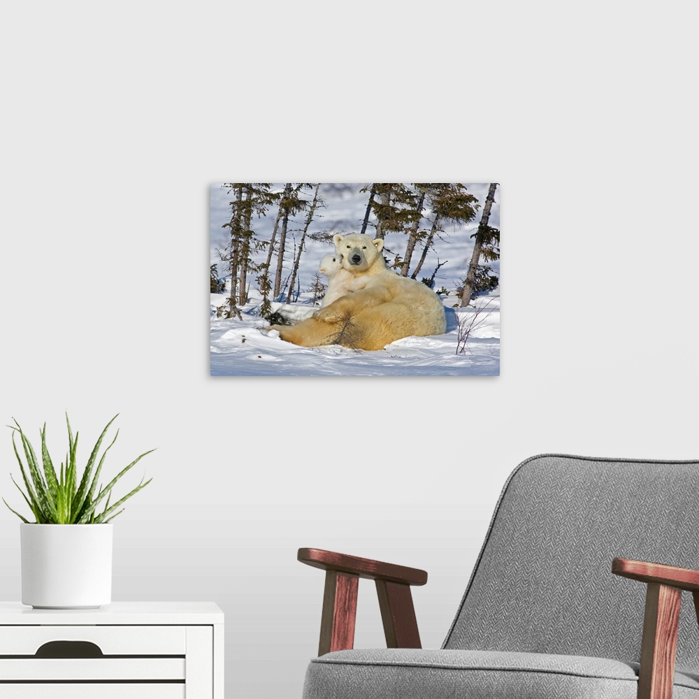 A modern room featuring Canada, Manitoba, Wapusk National Park. Polar bear cub playing with a watchful mother.