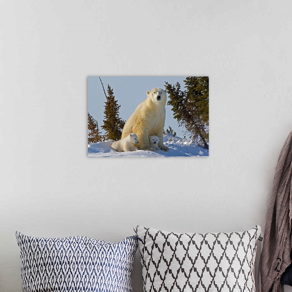 A bohemian room featuring Canada, Manitoba, Wapusk National Park. Polar bear cubs being protected by mother.