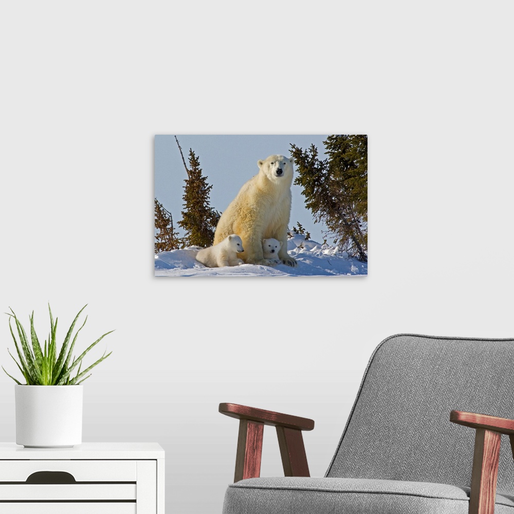 A modern room featuring Canada, Manitoba, Wapusk National Park. Polar bear cubs being protected by mother.