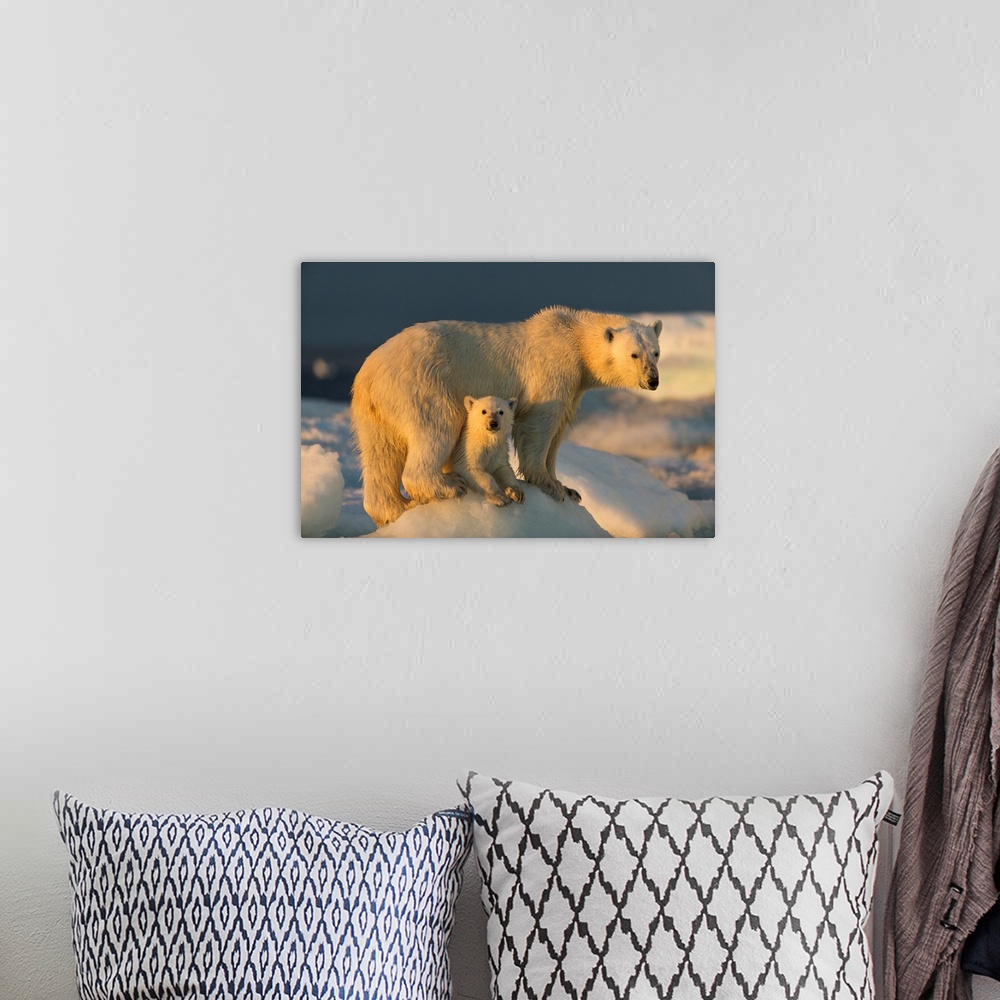 A bohemian room featuring Canada, Nunavut Territory, Repulse Bay, Polar Bear Cub (Ursus maritimus) beneath mother while sta...