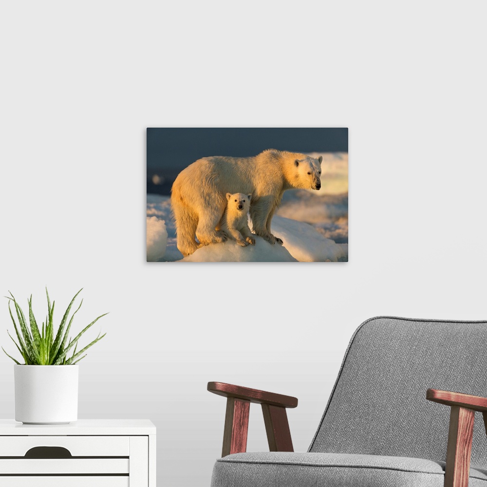 A modern room featuring Canada, Nunavut Territory, Repulse Bay, Polar Bear Cub (Ursus maritimus) beneath mother while sta...