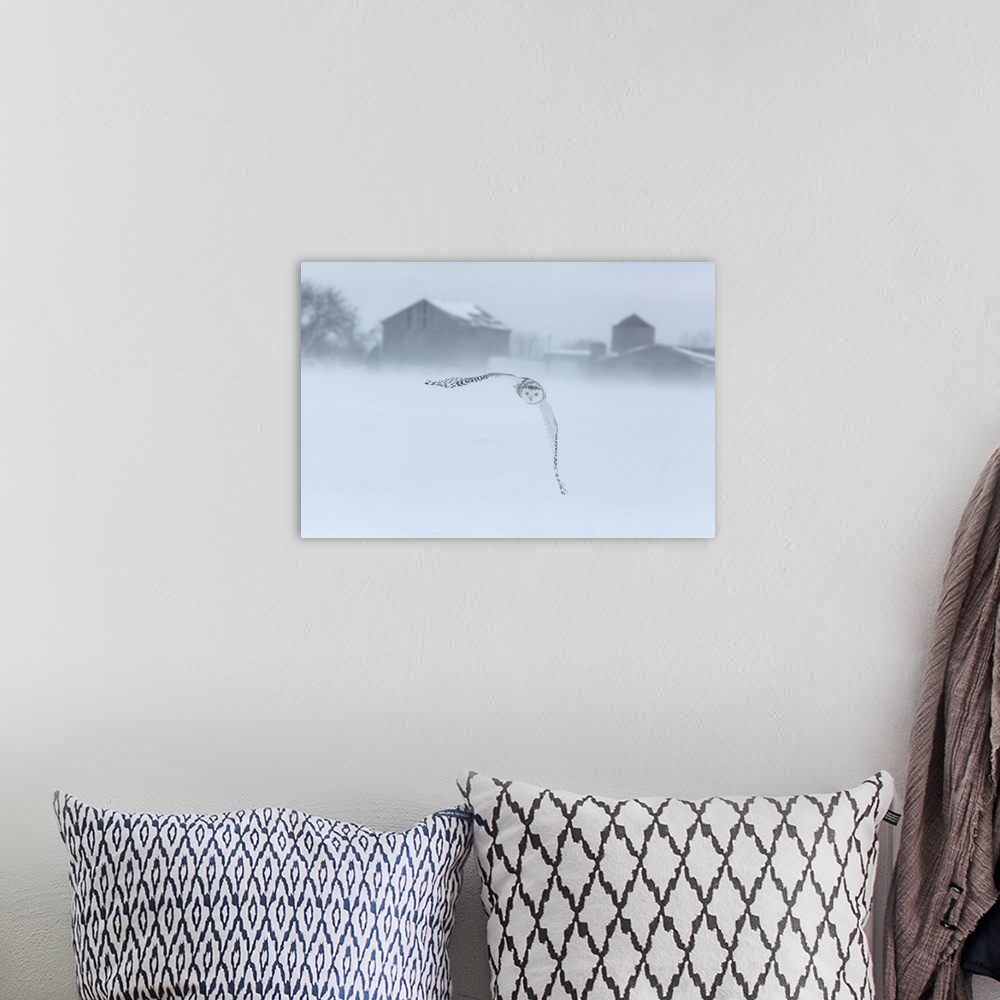 A bohemian room featuring Canada, Ontario, Barrie. Snowy owl in flight.