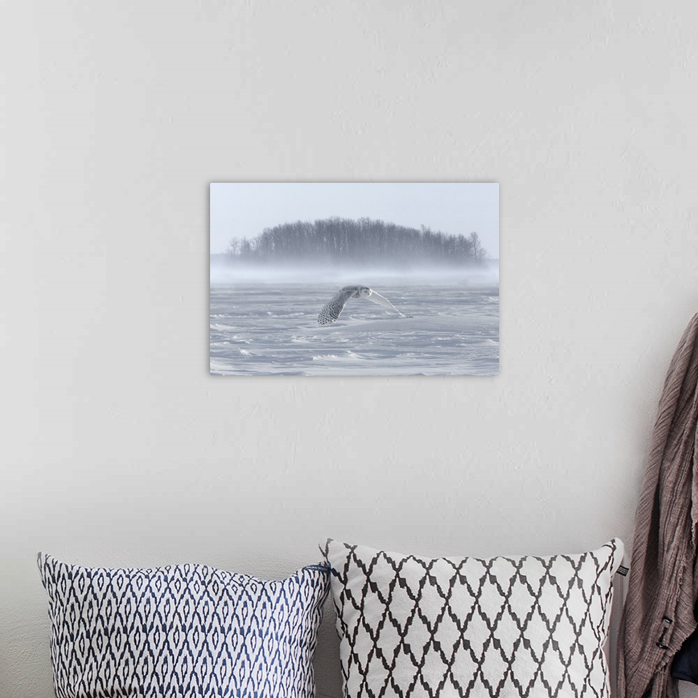 A bohemian room featuring Canada, Ontario, Barrie. Snowy owl in flight over water.