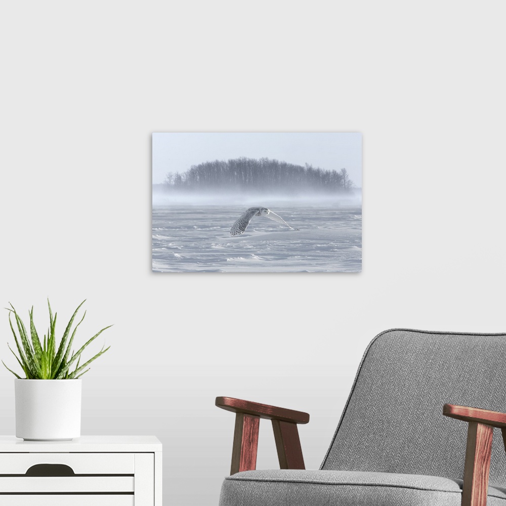A modern room featuring Canada, Ontario, Barrie. Snowy owl in flight over water.