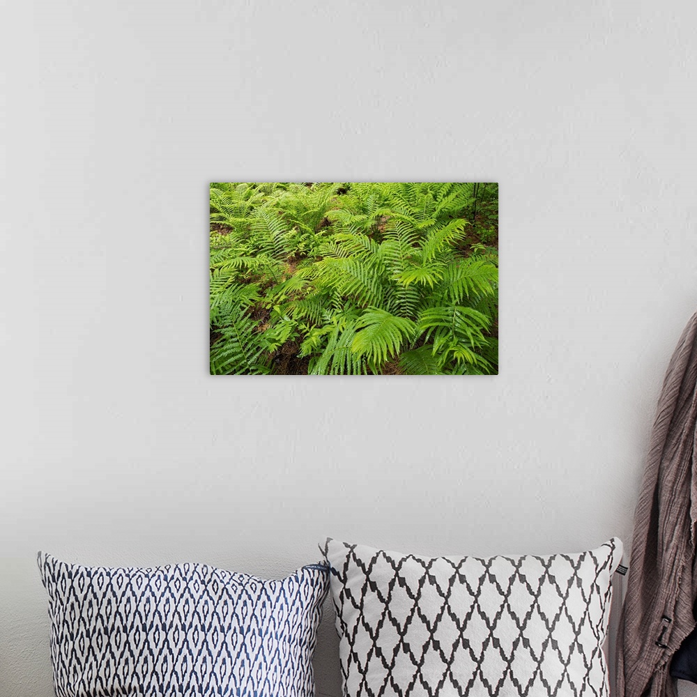 A bohemian room featuring Canada, Ontario, Bourget. Cinnamon ferns in forest.