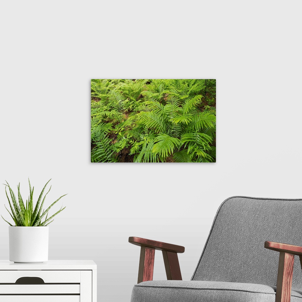 A modern room featuring Canada, Ontario, Bourget. Cinnamon ferns in forest.