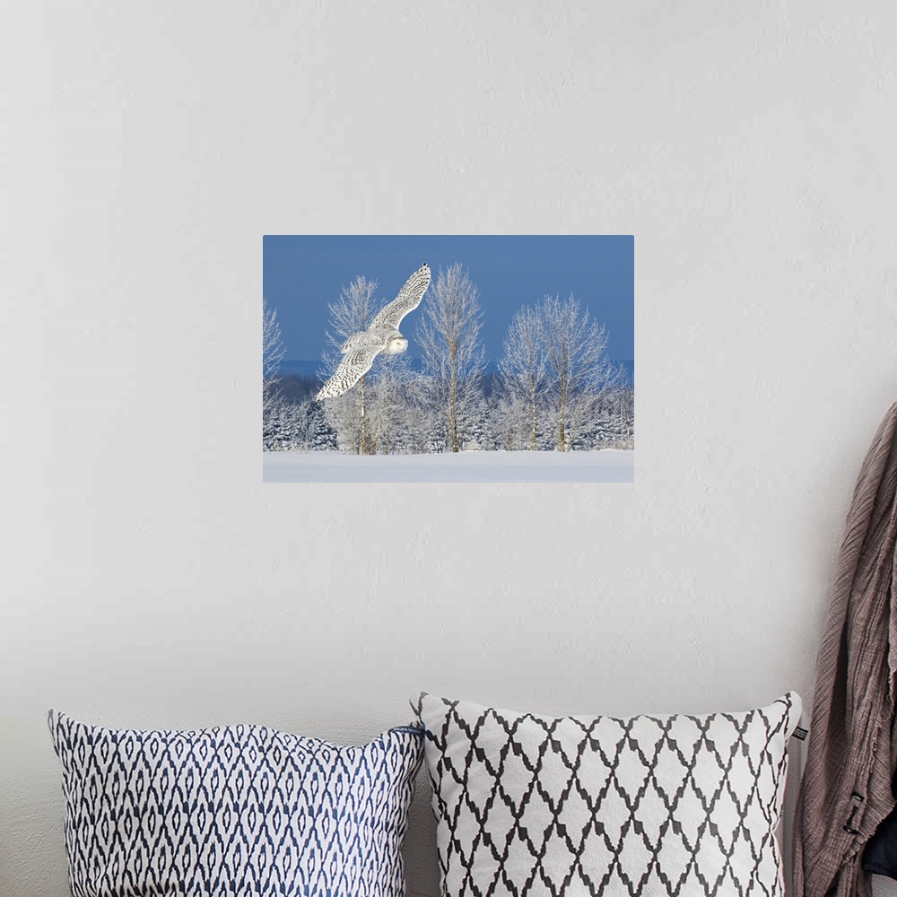 A bohemian room featuring Canada, Ontario. Female snowy owl in flight.