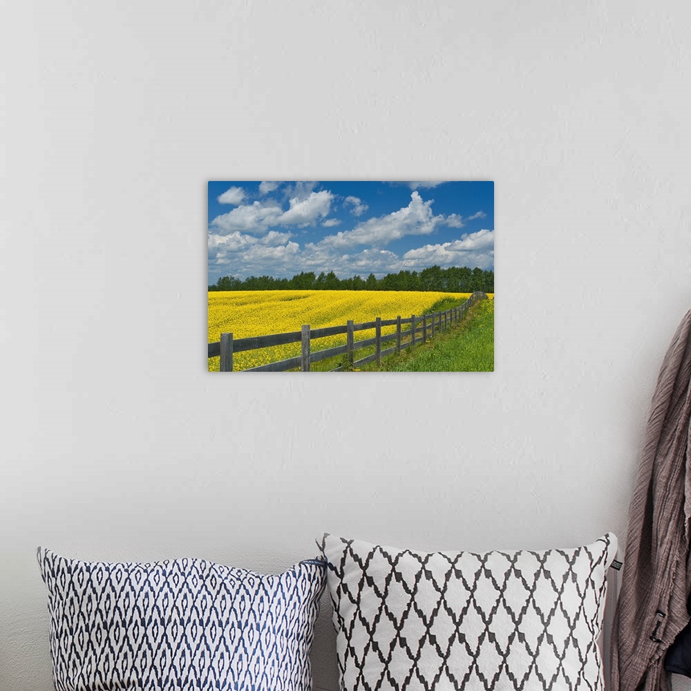 A bohemian room featuring Canada, Ontario, New Liskeard. Yellow canola crop and wooden fence.