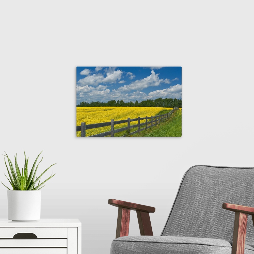 A modern room featuring Canada, Ontario, New Liskeard. Yellow canola crop and wooden fence.