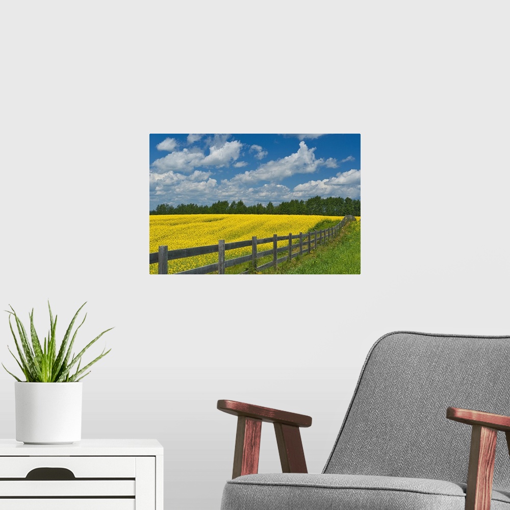 A modern room featuring Canada, Ontario, New Liskeard. Yellow canola crop and wooden fence.