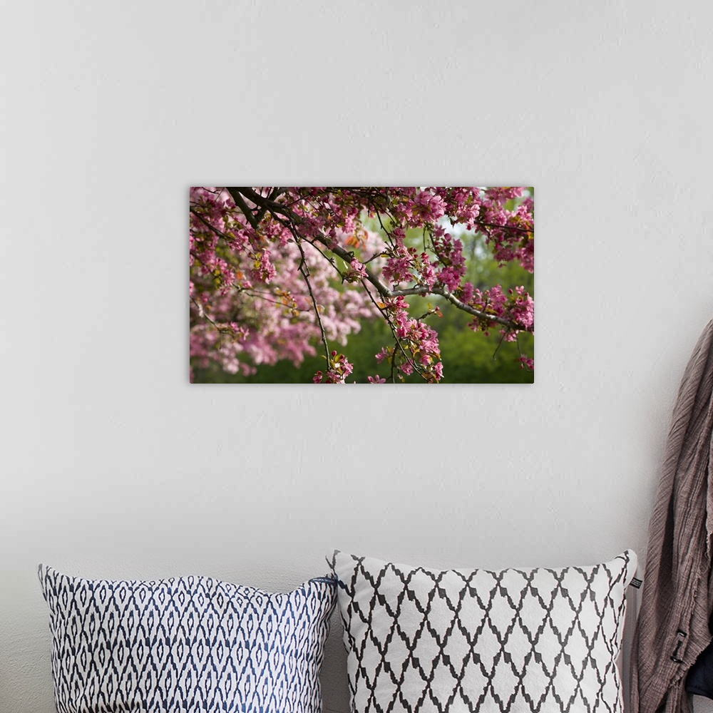 A bohemian room featuring Canada, Ontario, Ottawa. Close-up of limb with cherry blossoms.  Credit as: Bill Young / Jaynes G...