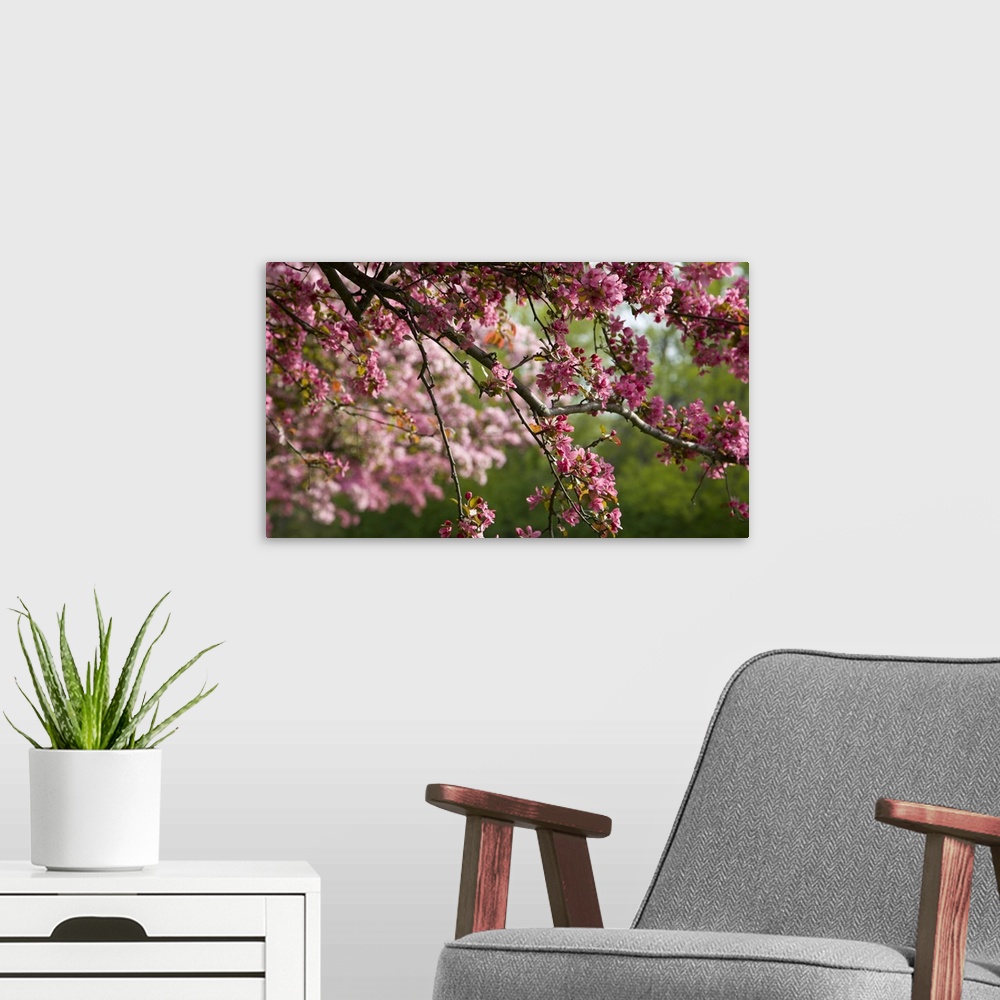 A modern room featuring Canada, Ontario, Ottawa. Close-up of limb with cherry blossoms.  Credit as: Bill Young / Jaynes G...