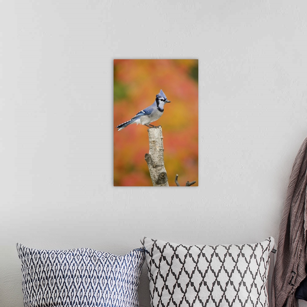 A bohemian room featuring Canada, Quebec, Blue jay perched on stump in fall setting
