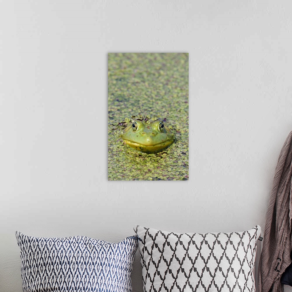 A bohemian room featuring Canada, Quebec, Boucherville. Green frog in duckweed.