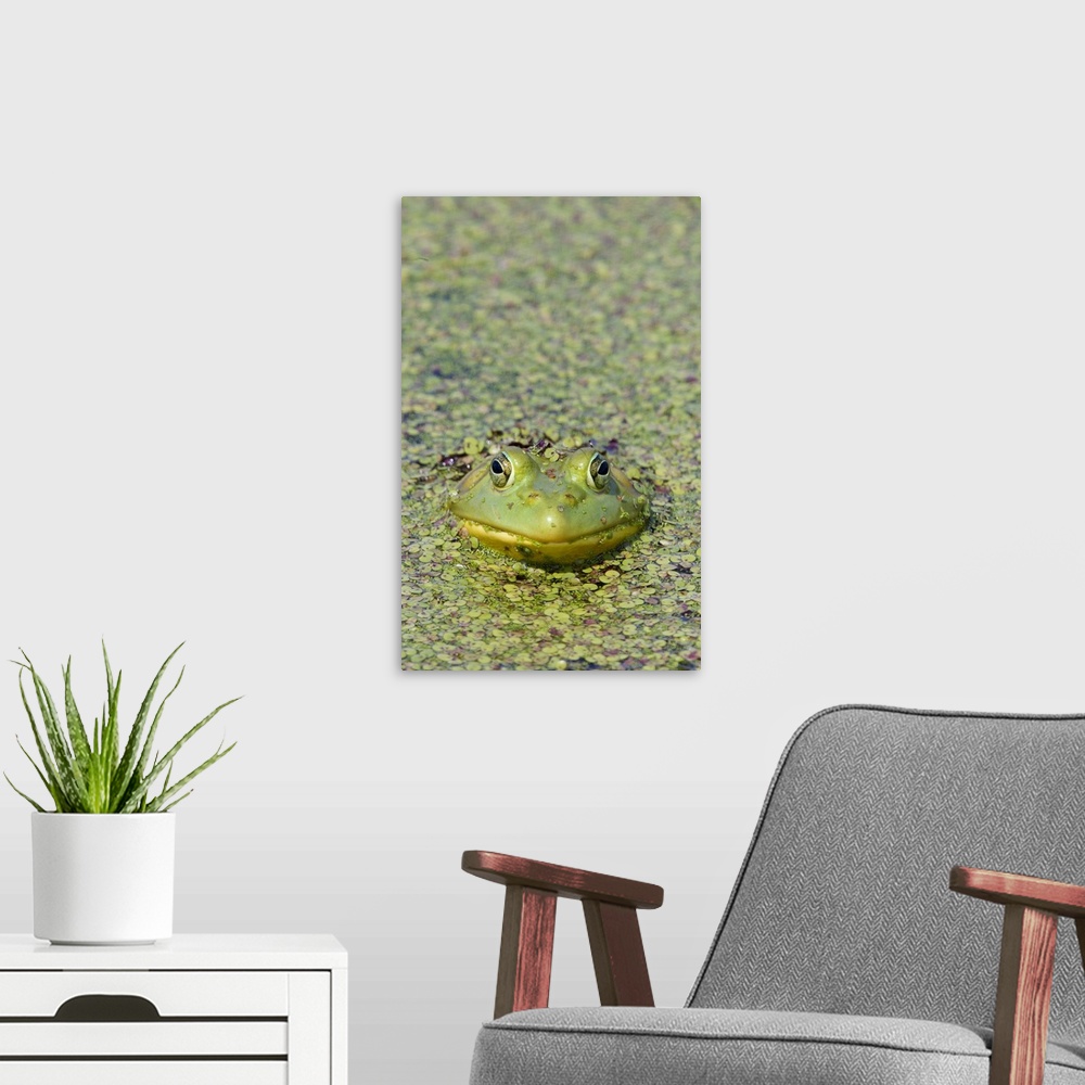 A modern room featuring Canada, Quebec, Boucherville. Green frog in duckweed.