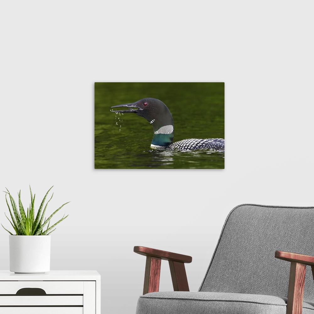 A modern room featuring Canada, Quebec, Eastman. Common loon calling.