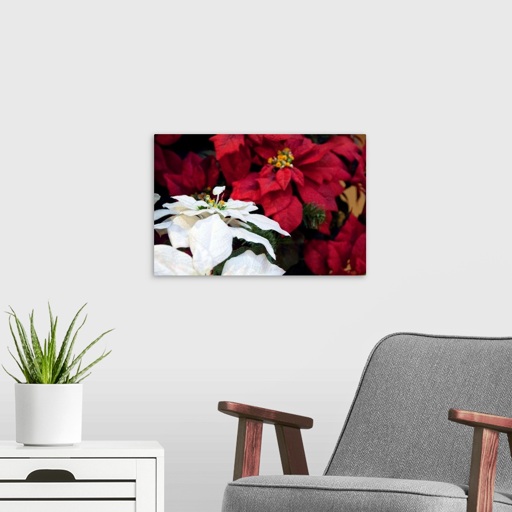 A modern room featuring Canada, Quebec, Montreal, Christmas poinsettia plants