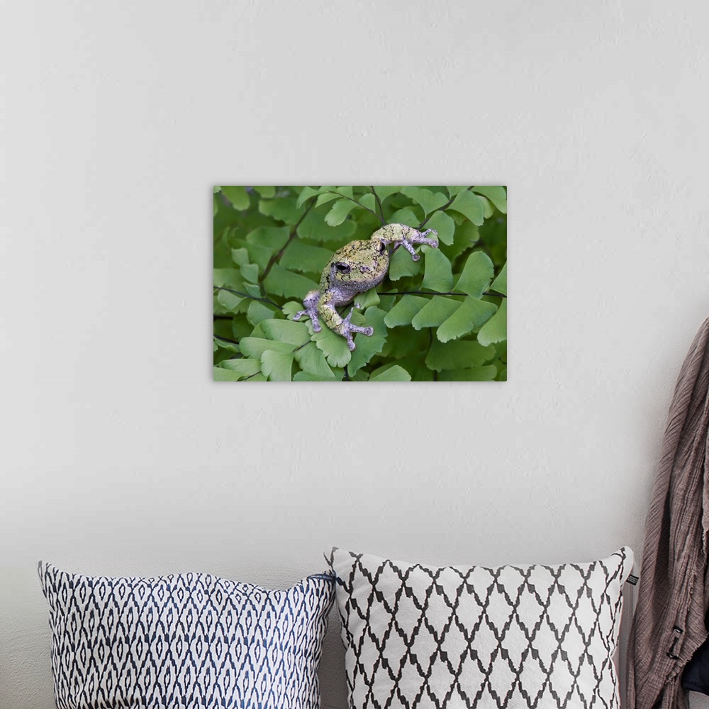A bohemian room featuring Canada, Quebec, Mount St-Bruno Conservation Park. Gray tree frog on maidenhair fern.
