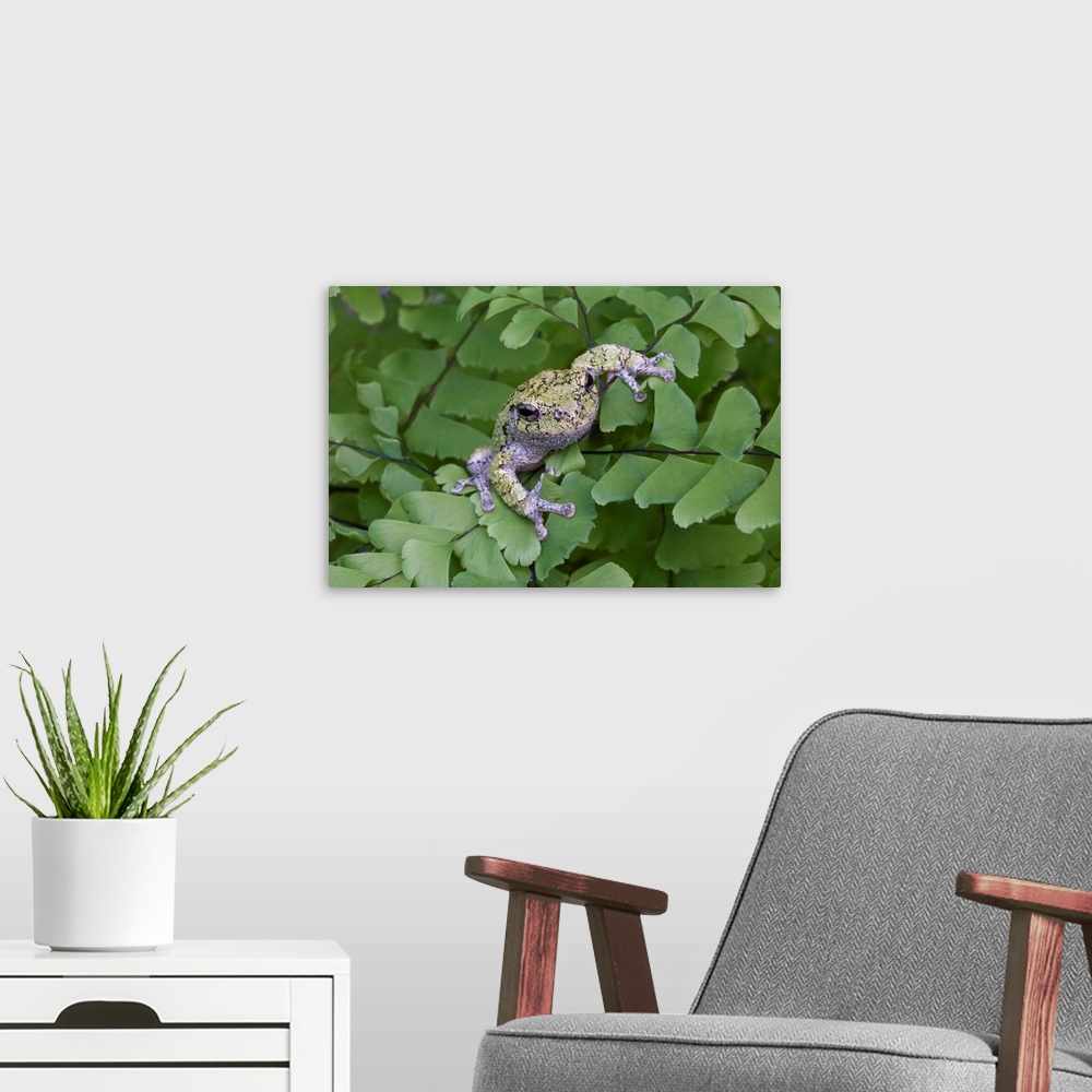 A modern room featuring Canada, Quebec, Mount St-Bruno Conservation Park. Gray tree frog on maidenhair fern.