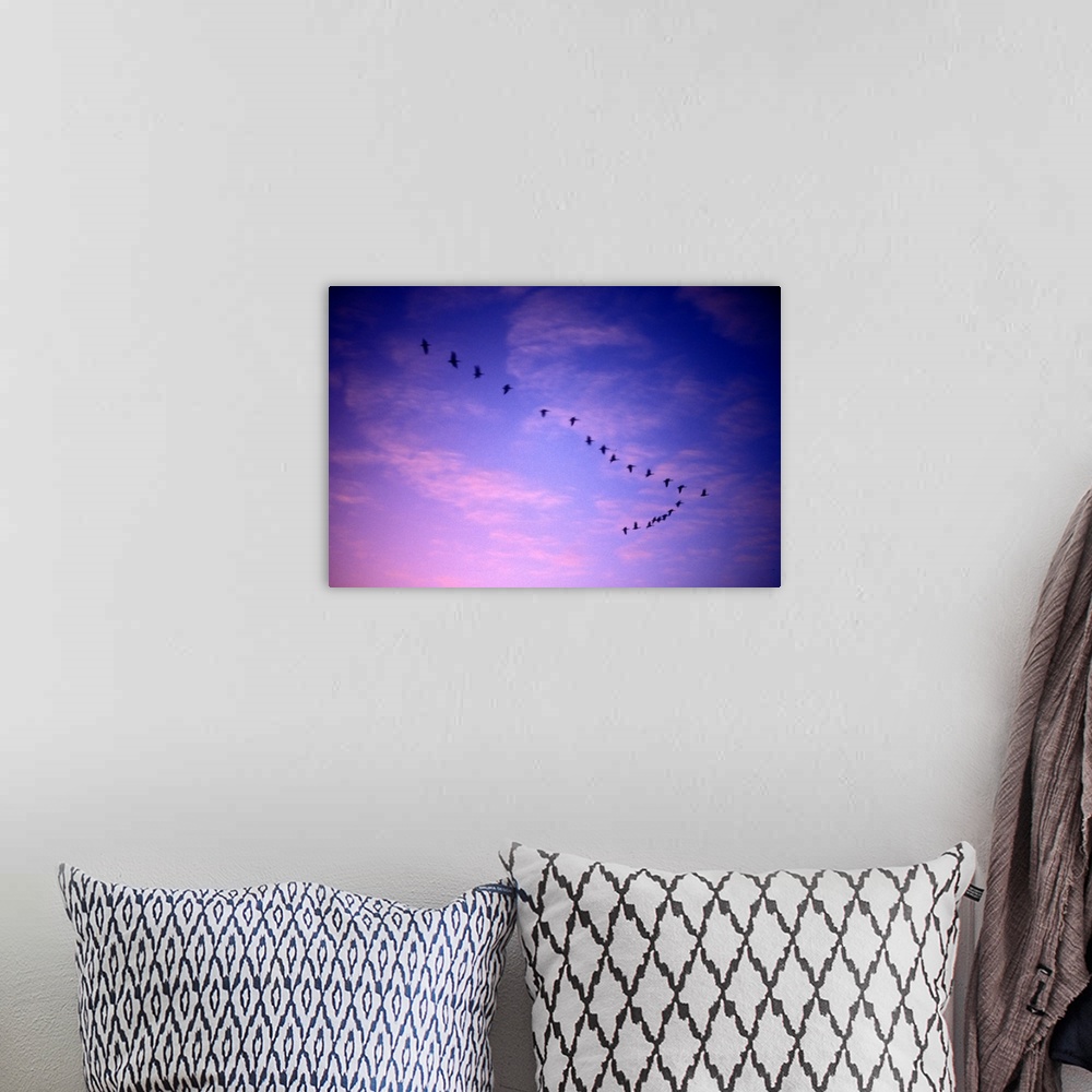 A bohemian room featuring Canada, Saskatchewan, Canada Geese (Branta canadensis) fly past clouds lit by setting sun over Re...