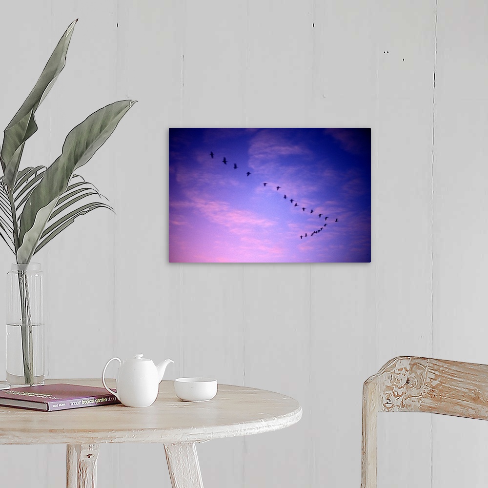 A farmhouse room featuring Canada, Saskatchewan, Canada Geese (Branta canadensis) fly past clouds lit by setting sun over Re...