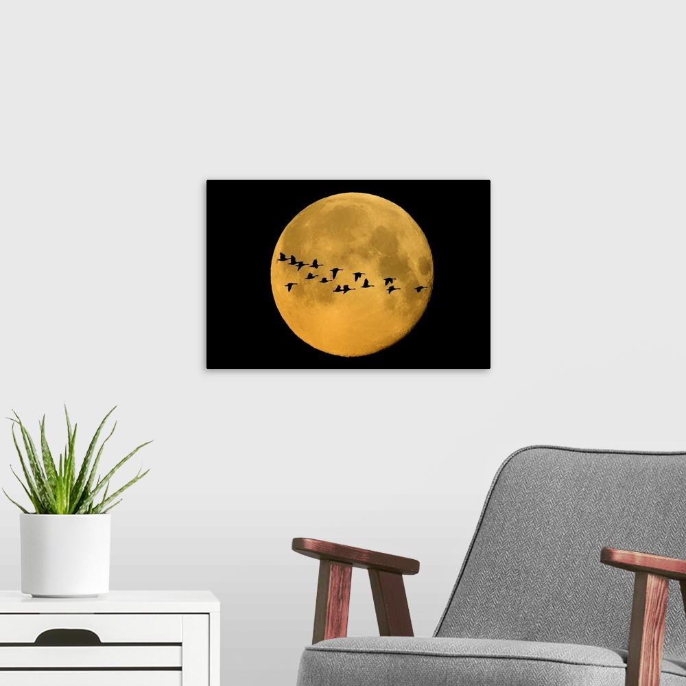 A modern room featuring Canada, Winnipeg. Montage of geese flying past harvest moon.