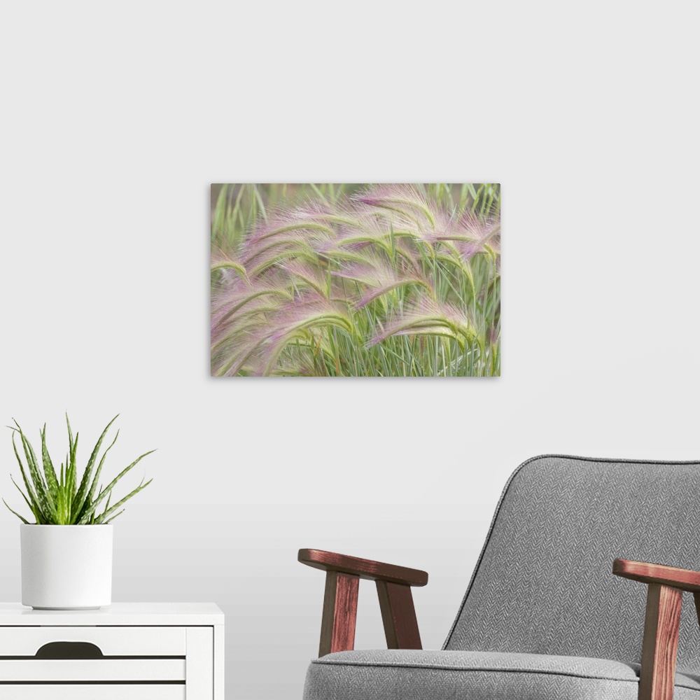 A modern room featuring Canada, Yukon. Foxtail  grass close-up.