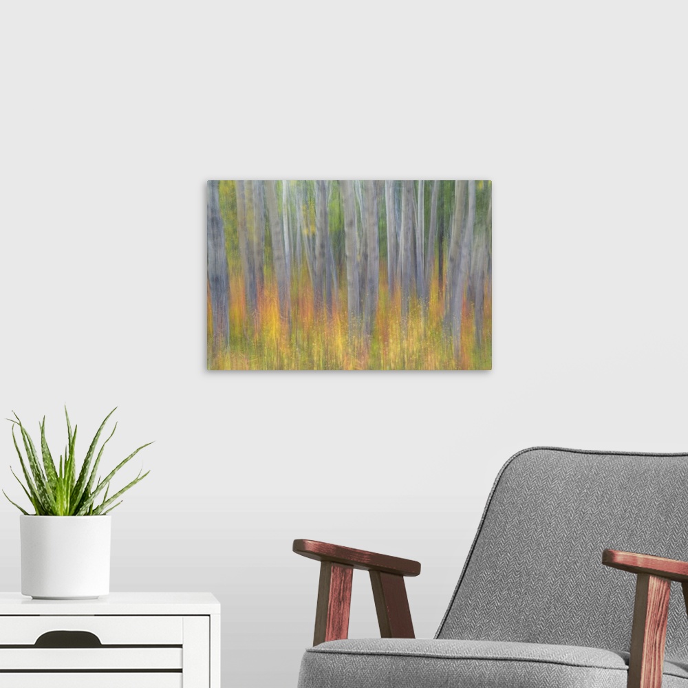 A modern room featuring Canada, Yukon, Kluane National Park. Abstract of aspen trees.