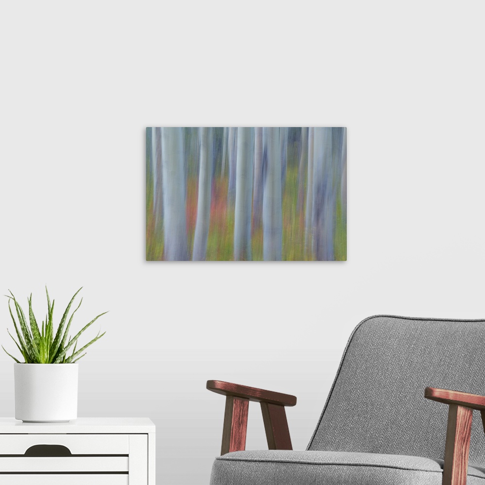 A modern room featuring Canada, Yukon, Kluane National Park. Abstract of aspen trees.