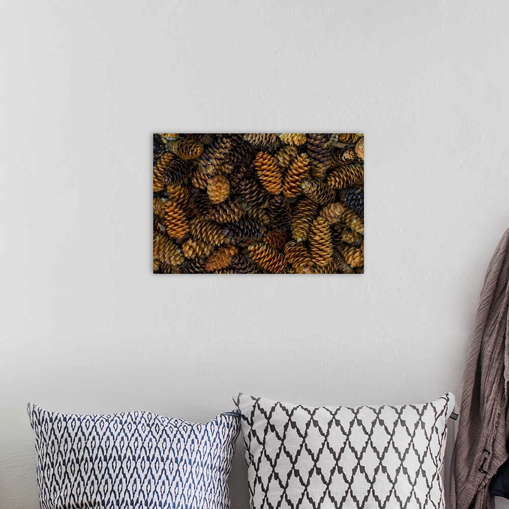 A bohemian room featuring Canada, Yukon Territory, Kluane National Park. Close-up of spruce cones.