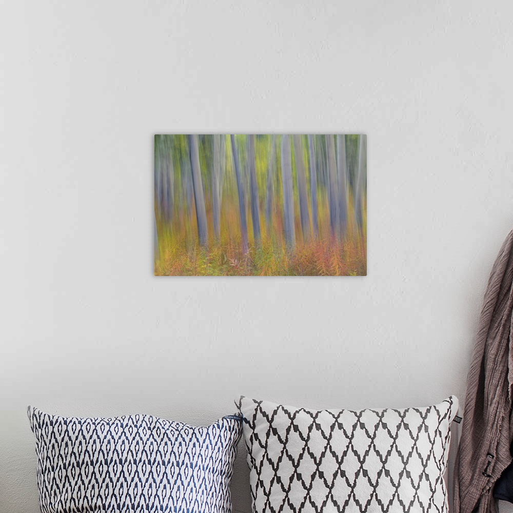 A bohemian room featuring Canada, Yukon Territory, Kluane National Park.  Abstract motion blur of aspen trees.