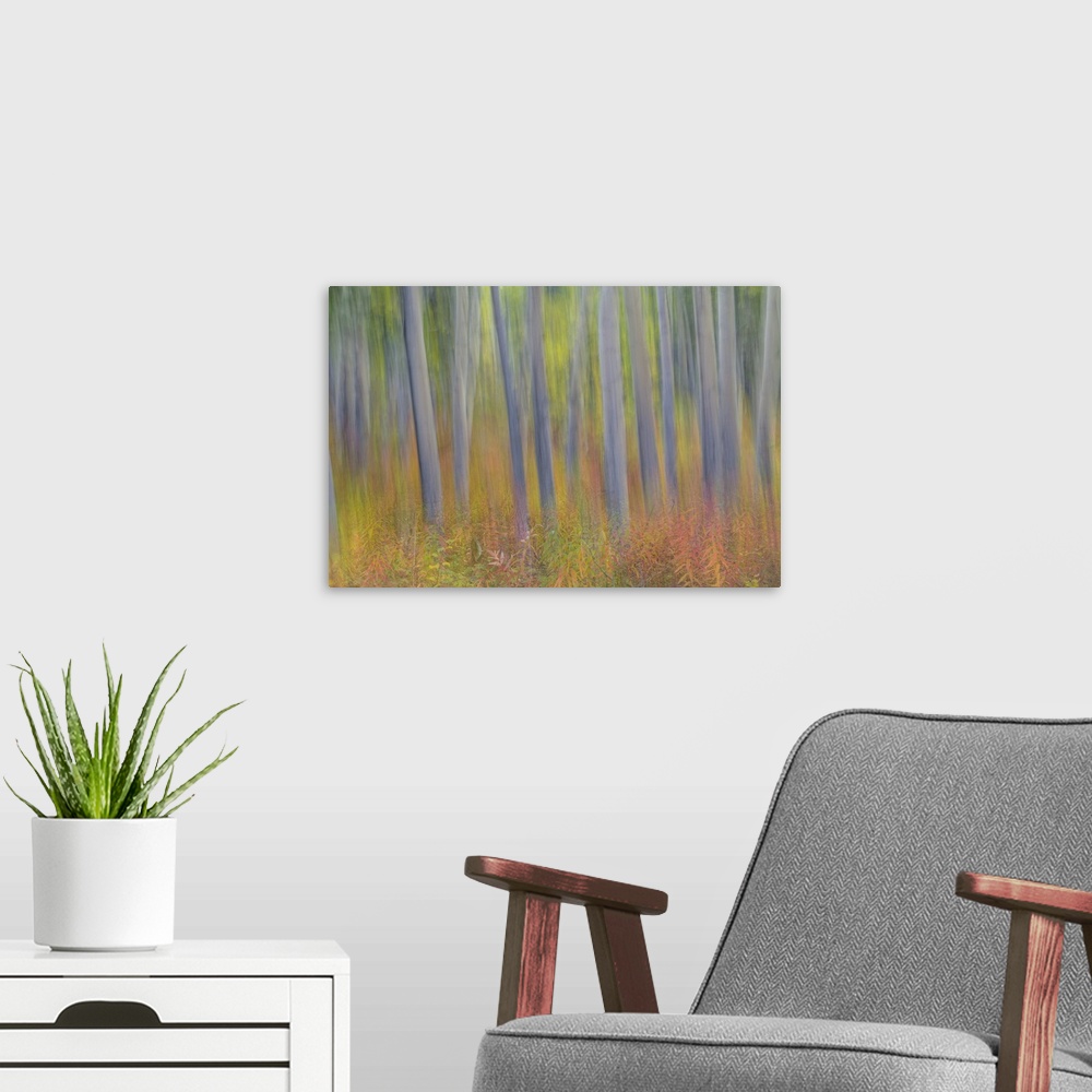 A modern room featuring Canada, Yukon Territory, Kluane National Park.  Abstract motion blur of aspen trees.