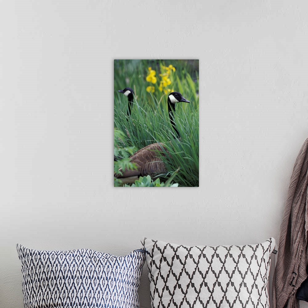 A bohemian room featuring Canadian geese (Branta canadensis) in tall grass around pond