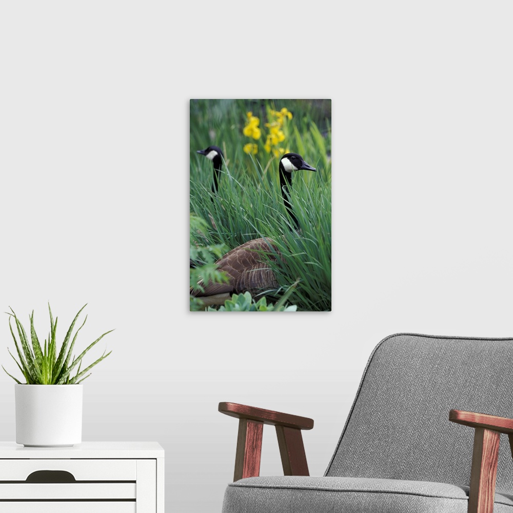 A modern room featuring Canadian geese (Branta canadensis) in tall grass around pond