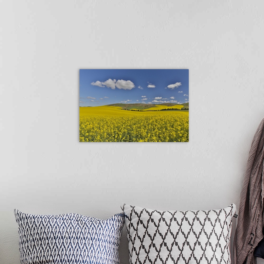 A bohemian room featuring Canola field in full bloom Palouse Country of Eastern Washington